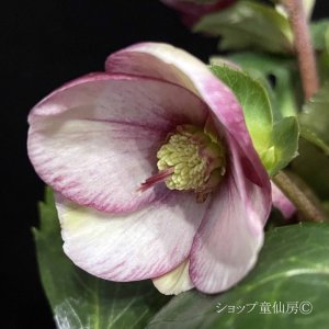 画像8: クリスマスローズ Ice N' roses 氷の薔薇イタリアーノ・カルロッタ4.5号