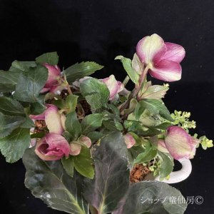 画像17: クリスマスローズ Ice N' roses 氷の薔薇イタリアーノ・カルロッタ4.5号