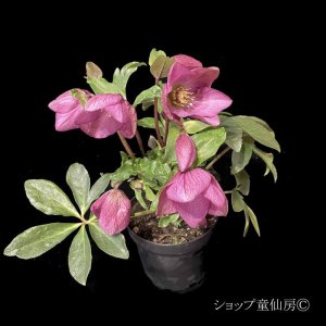 画像8: クリスマスローズ HGCラベンダーピンク4.5号