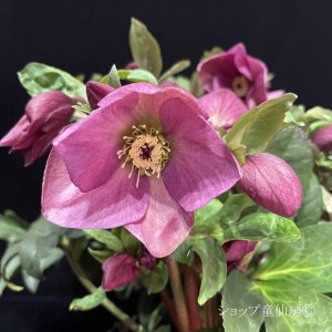 画像7: クリスマスローズ HGCラベンダーピンク4.5号