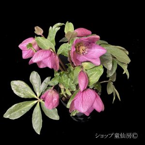 画像9: クリスマスローズ HGCラベンダーピンク4.5号