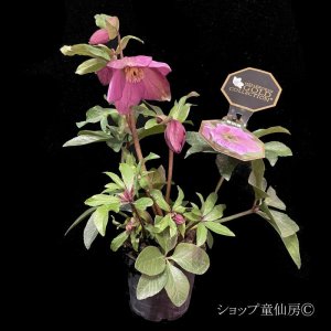 画像6: クリスマスローズ HGCラベンダーピンク4.5号