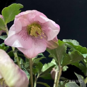 画像7: クリスマスローズ HGC散らず桜6号