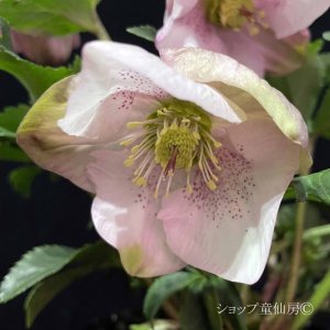 画像12: クリスマスローズ HGC散らず桜6号