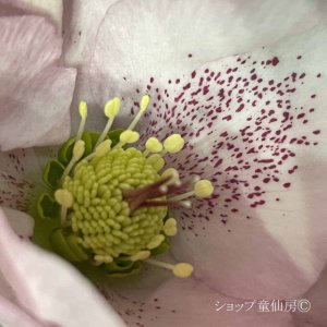 画像16: クリスマスローズ HGC散らず桜6号