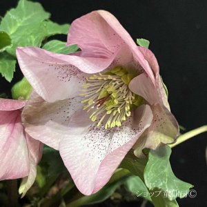 画像17: クリスマスローズ HGC散らず桜6号