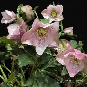 画像3: クリスマスローズ HGC散らず桜6号