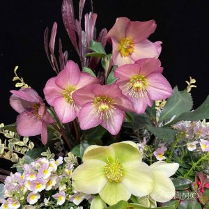 画像20: クリスマスローズ Ice N' roses 氷の薔薇ローズ4.5号