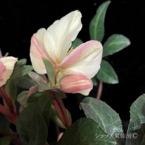 画像8: クリスマスローズ HGCマホガニースノー4.5号