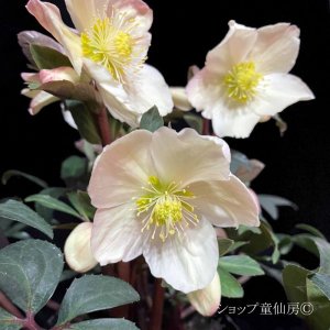 画像5: クリスマスローズ HGCマホガニースノー4.5号