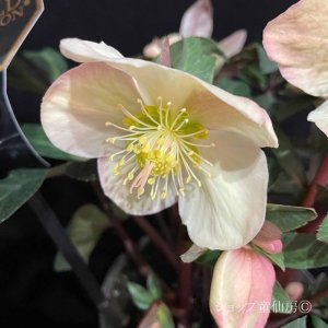 画像7: クリスマスローズ HGCマホガニースノー4.5号