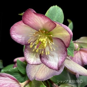 画像12: クリスマスローズ Ice N' roses 氷の薔薇フロステッドローズ6号