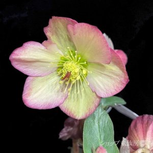 画像24: クリスマスローズ Ice N' roses 氷の薔薇ロザリー6号