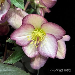 画像18: クリスマスローズ Ice N' roses 氷の薔薇フロステッドローズ6号
