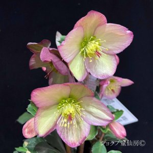 画像26: クリスマスローズ Ice N' roses 氷の薔薇ロザリー6号