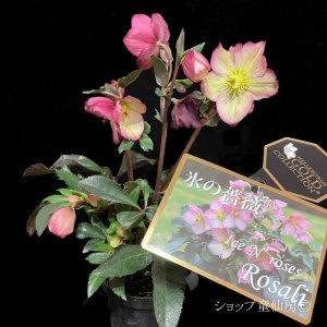 画像25: クリスマスローズ Ice N' roses 氷の薔薇ロザリー6号