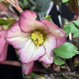 画像21: クリスマスローズ Ice N' roses 氷の薔薇フロステッドローズ6号