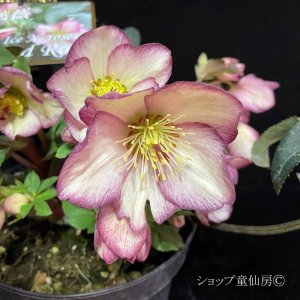 画像25: クリスマスローズ Ice N' roses 氷の薔薇フロステッドローズ6号