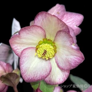 画像20: クリスマスローズ Ice N' roses 氷の薔薇フロステッドローズ6号