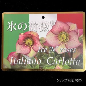 画像2: クリスマスローズ Ice N' roses 氷の薔薇イタリアーノ・カルロッタ6号