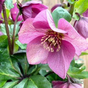 画像13: クリスマスローズ HGCラベンダーピンク4.5号