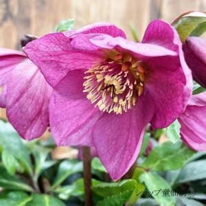 画像14: クリスマスローズ HGCラベンダーピンク4.5号