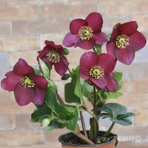 画像7: クリスマスローズ 雪の妖精HGCレオナ6号