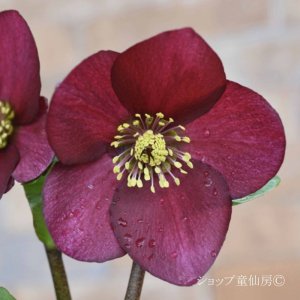 画像10: クリスマスローズ 雪の妖精HGCレオナ6号