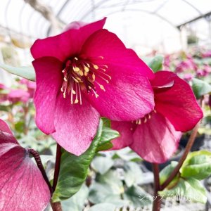 画像16: クリスマスローズ 雪の妖精HGCレオナ6号