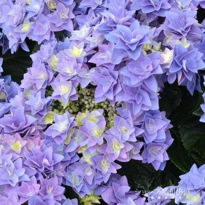 画像15: 庭のあじさい苗 【HBAフェザーブルー】3.5号