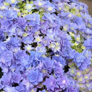 画像5: 庭のあじさい苗 【HBAフェザーブルー】3.5号