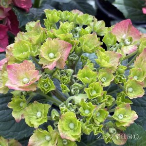 画像19: 庭のあじさい苗 【HBAスピィーディーレッド】3.5号