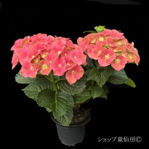 画像13: 庭のあじさい苗 【HBAスピィーディーレッド】3.5号