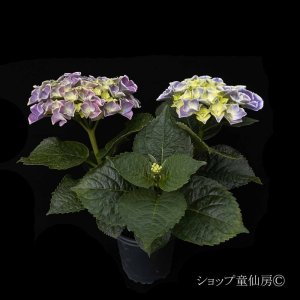 画像4: 庭のあじさい苗 【HBAホットチボリ・ブルー系】3.5号