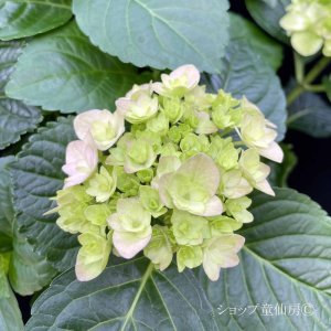 画像3: 庭のあじさい苗 【HBAフェリナ】3.5号