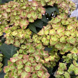 画像16: 庭のあじさい苗 【HBAスウィートリップス】3.5号