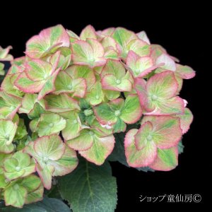 画像19: 庭のあじさい苗 【HBAスウィートリップス】3.5号