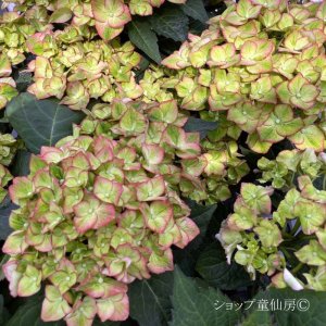 画像17: 庭のあじさい苗 【HBAスウィートリップス】3.5号
