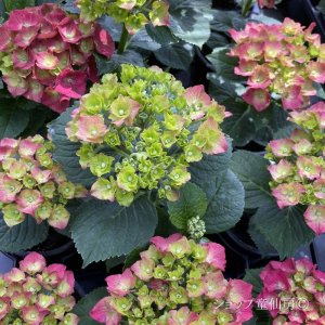 画像5: 庭のあじさい苗 【HBAスピィーディーレッド】3.5号