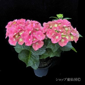 画像9: 庭のあじさい苗 【HBAスピィーディーレッド】3.5号