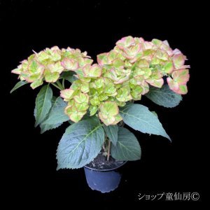 画像18: 庭のあじさい苗 【HBAスウィートリップス】3.5号