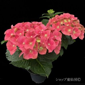 画像4: 庭のあじさい苗 【HBAスピィーディーレッド】3.5号