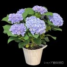 参考画像1: 庭のあじさい苗 【HBAフロレンティーナ・ブルー】5号