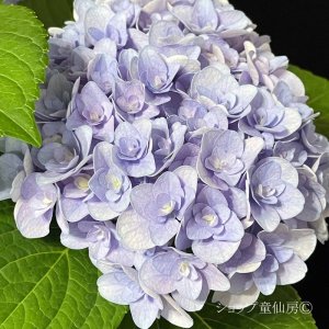 画像1: 庭のあじさい苗 【HBAフロレンティーナ・ブルー】5号