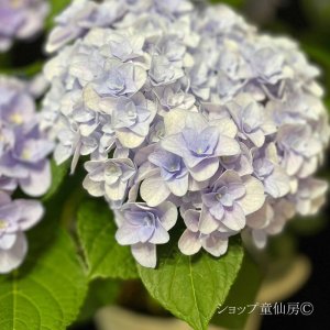 画像5: 庭のあじさい苗 【HBAフロレンティーナ・ブルー】3.5号