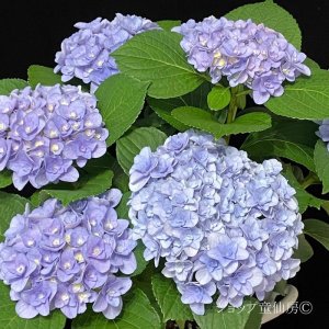 画像2: 庭のあじさい苗 【HBAフロレンティーナ・ブルー】5号