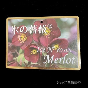 画像22: クリスマスローズ Ice N' roses 氷の薔薇メルロー4.5号