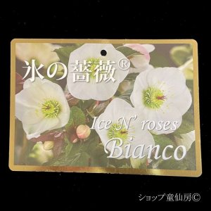 画像23: クリスマスローズ Ice N' roses 氷の薔薇ビアンコ4.5号