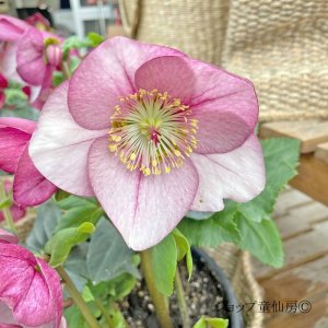 画像18: クリスマスローズ 雪の妖精HGCリアラ4.5号