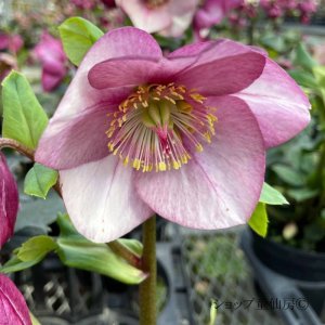 画像3: クリスマスローズ 雪の妖精HGCリアラ4.5号